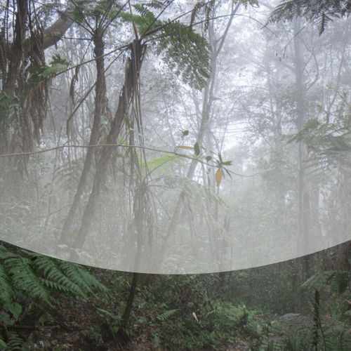 Звуки дневного леса в Южной Америке: обезьяны, птицы и насекомые - mp3 файл скачать