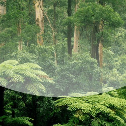 Звуки леса в Южной Америке (днем): птицы и насекомые - mp3 файл скачать